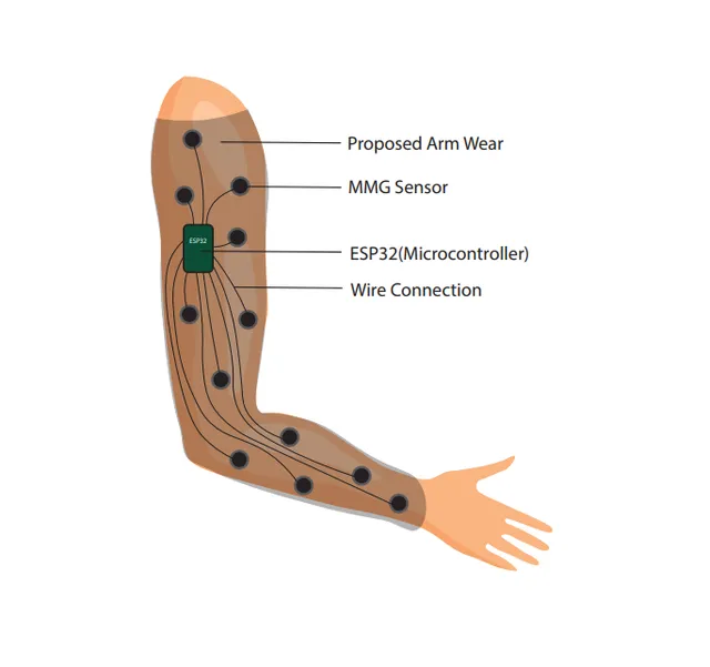 Mapping of Mechanomyographic Signals from Arm Muscle Compartments